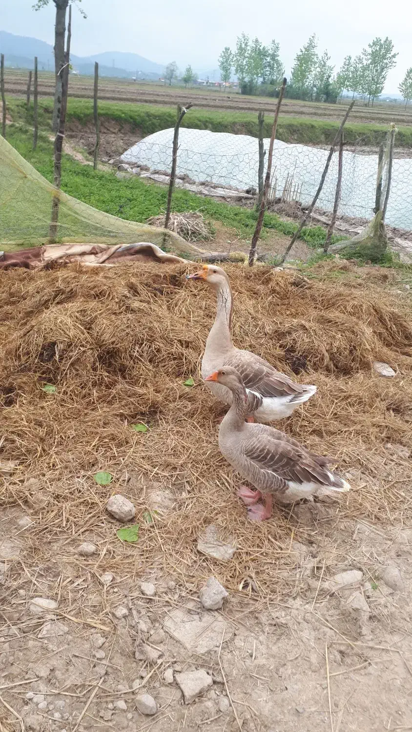 غاز|حیوانات مزرعه|سیاهکل, |دیوار