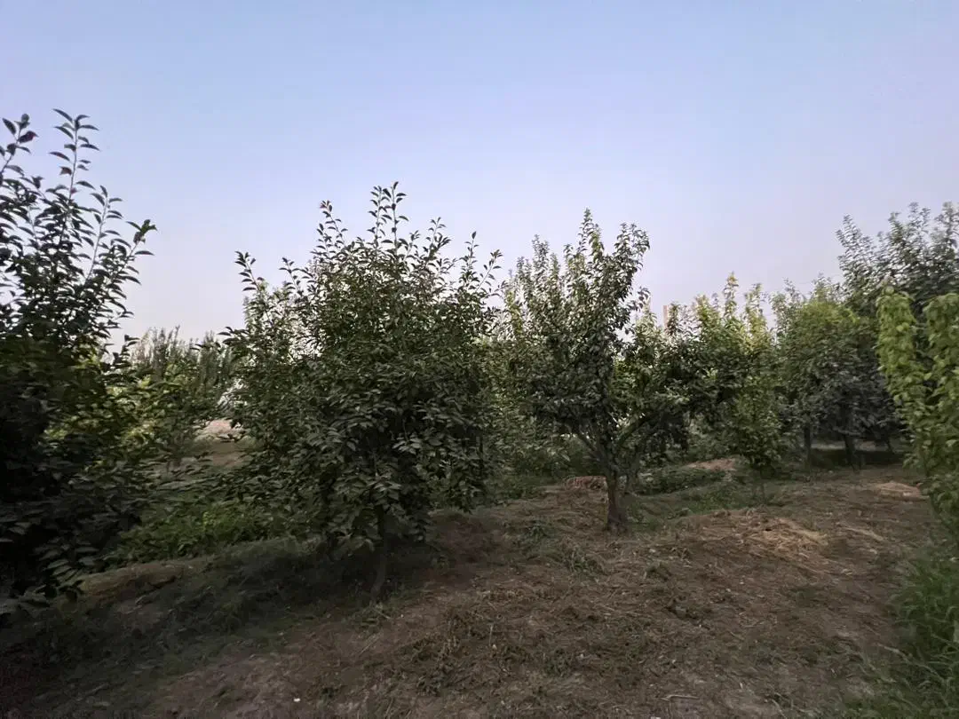 زمین باغ قدیمی ۳۶۰۰متر|فروش زمین و ملک کلنگی|هشتگرد, هشتگرد قدیم|دیوار