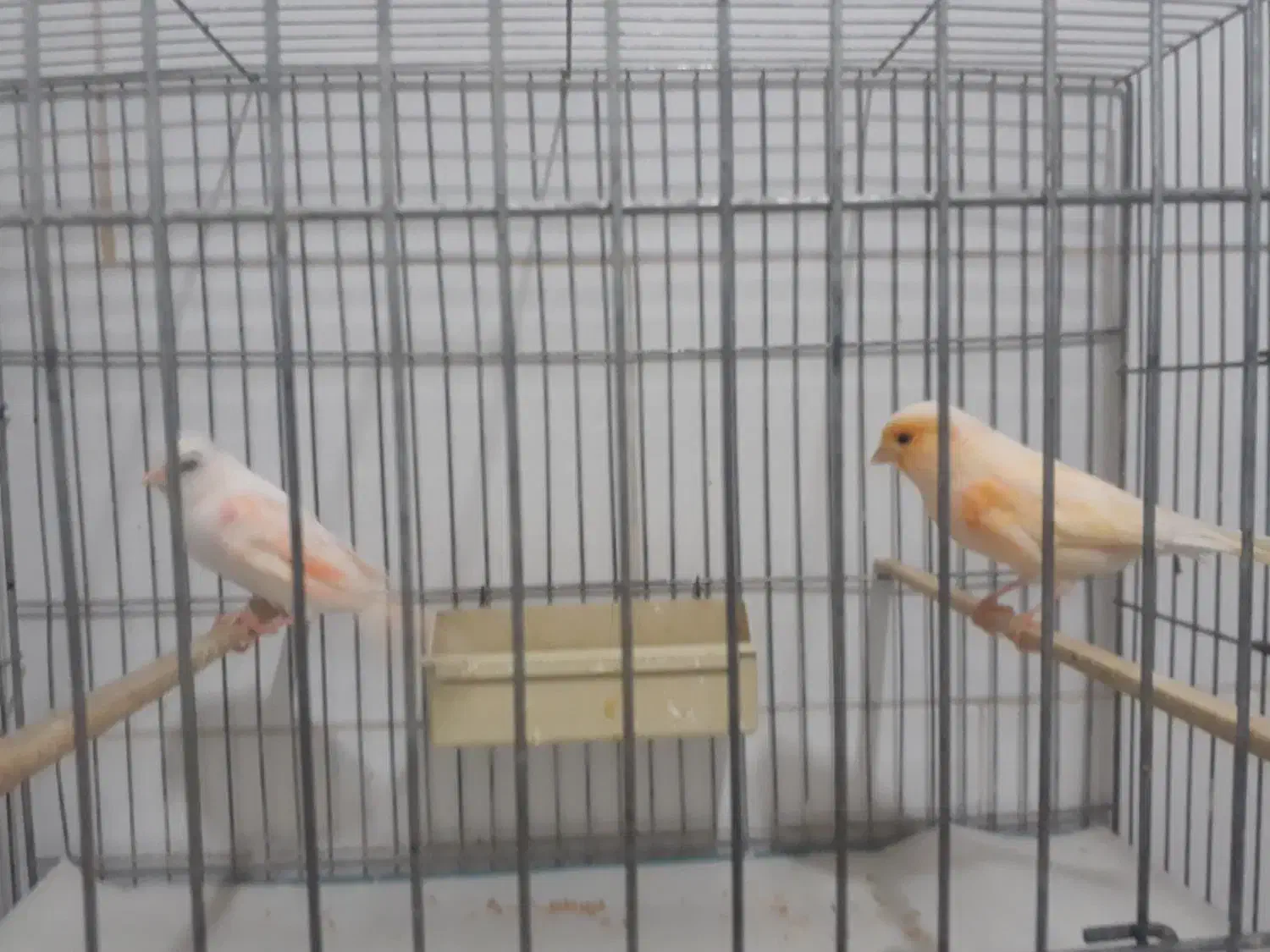 قناری|پرنده|قم, زند آباد|دیوار