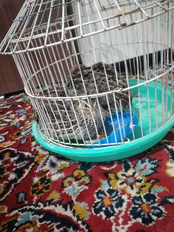 بلدرچین|حیوانات مزرعه|سربیشه, |دیوار