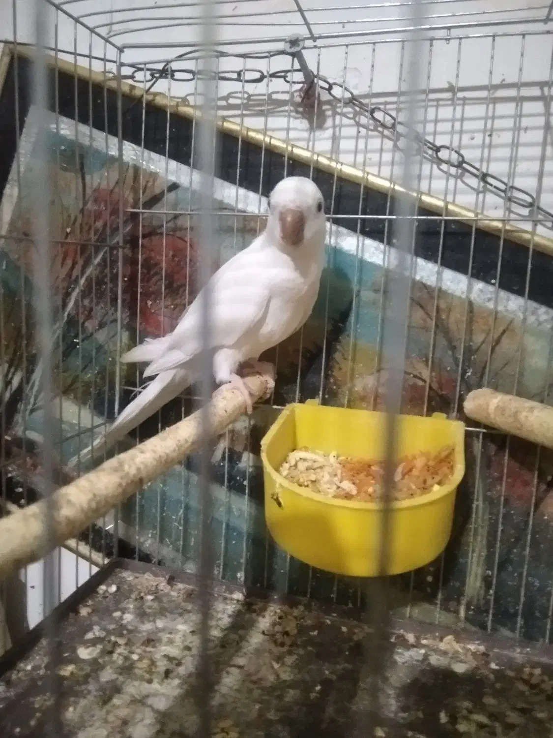 راهب نر تضمینی|پرنده|ارومیه, |دیوار