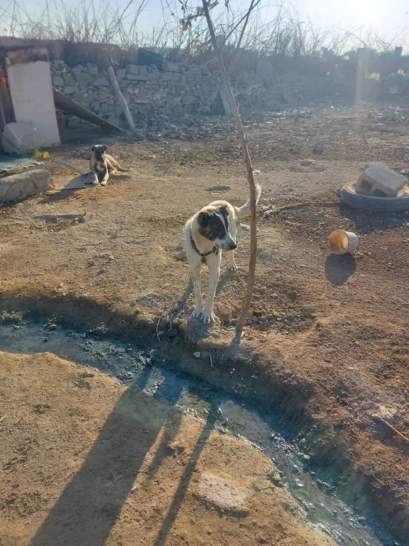 تاتوله های ۷ماهه نگهبان دهن پاک|سگ|وحیدیه, |دیوار