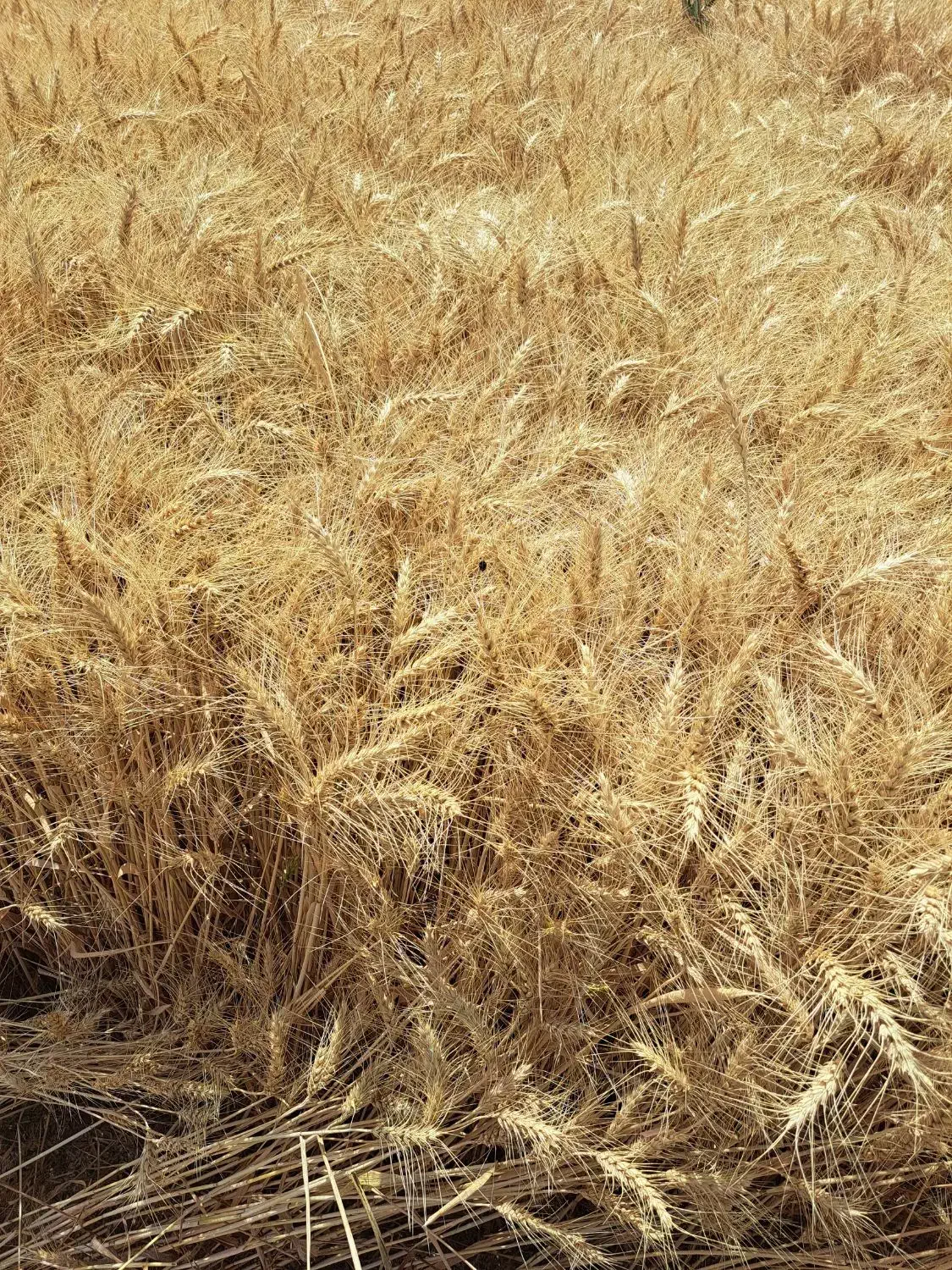 فروش جو پاییزه دیم و گندم ابی رقم پیشگام و گندم|خدمات باغبانی و درختکاری|سجاس رود, |دیوار
