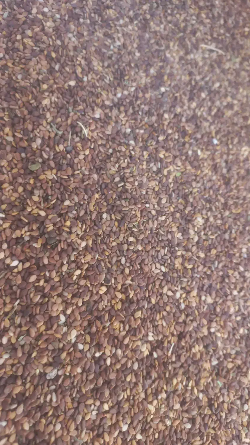 کنجد بوجاری شده فراشبند تمیز و شیرین|خوردنی و آشامیدنی|فراشبند, |دیوار