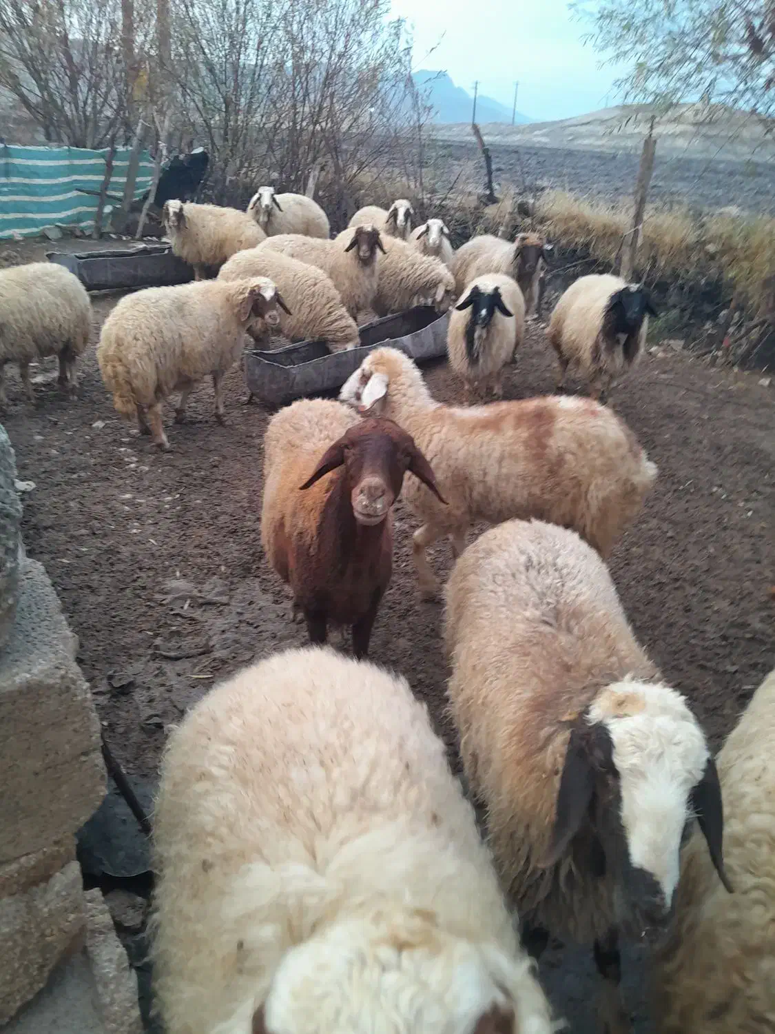 میش  بره|حیوانات مزرعه|گوآور, |دیوار