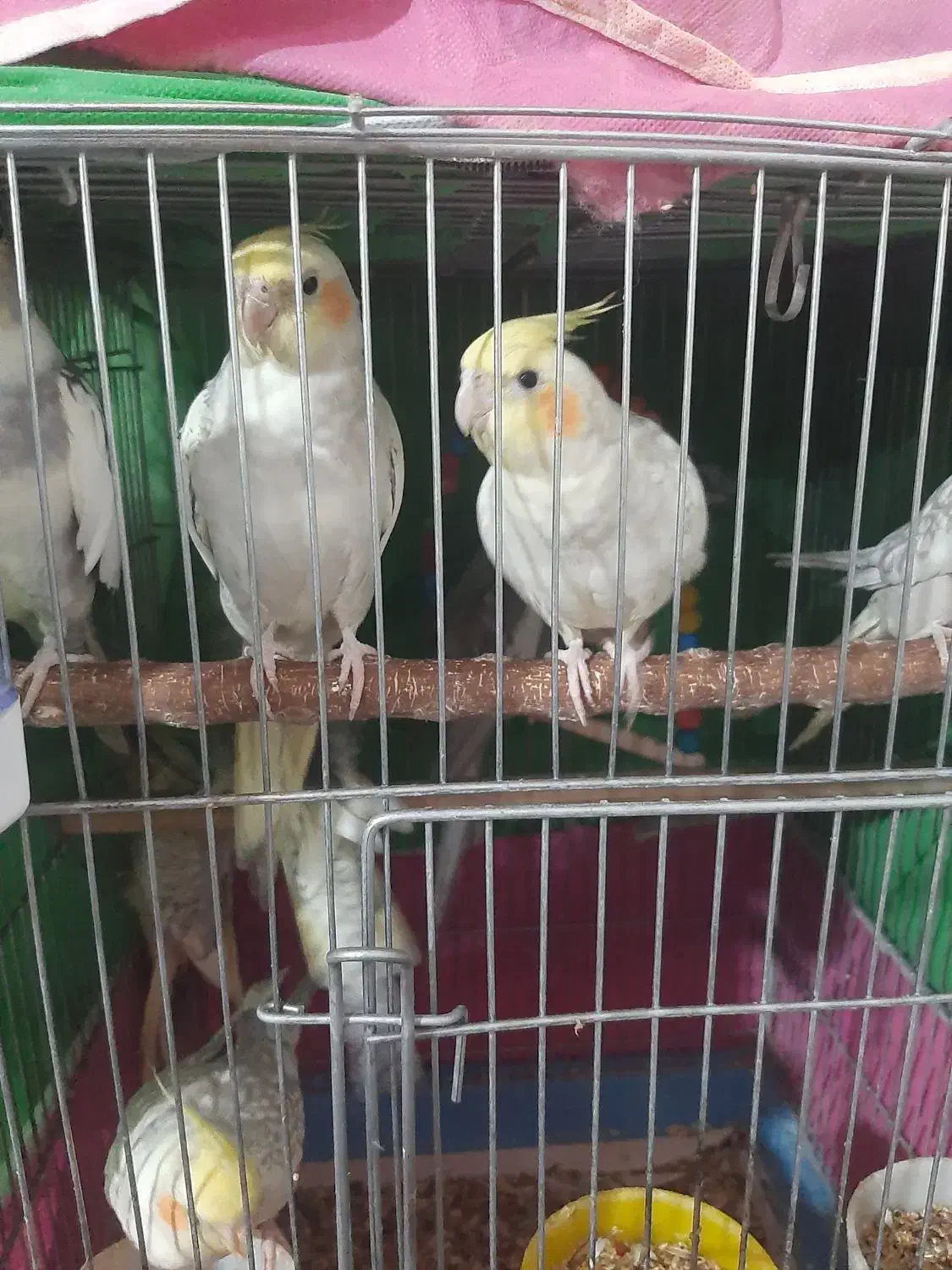 عروس هلندی سخنگو|پرنده|اصفهان, باتون|دیوار