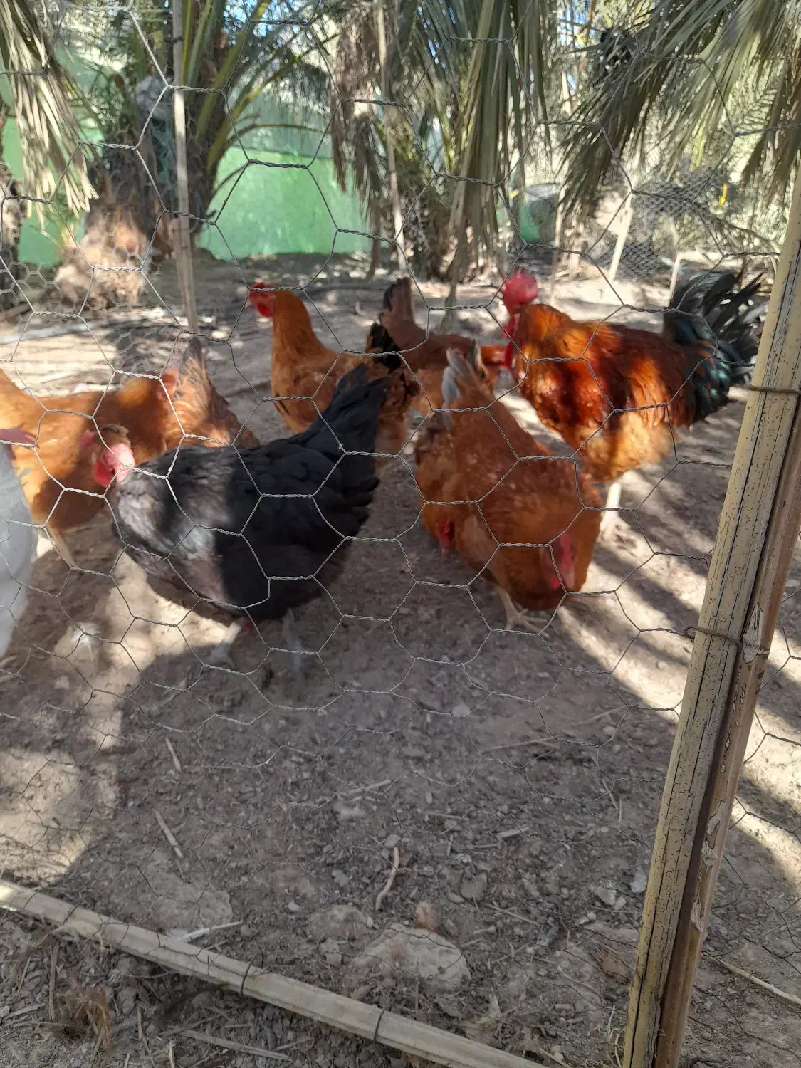 مرغ وخروس وجوجه|حیوانات مزرعه|هیدوچ, |دیوار