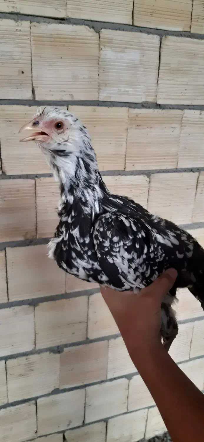 خروس و مرغ گلین اصل|حیوانات مزرعه|فرخشهر, |دیوار