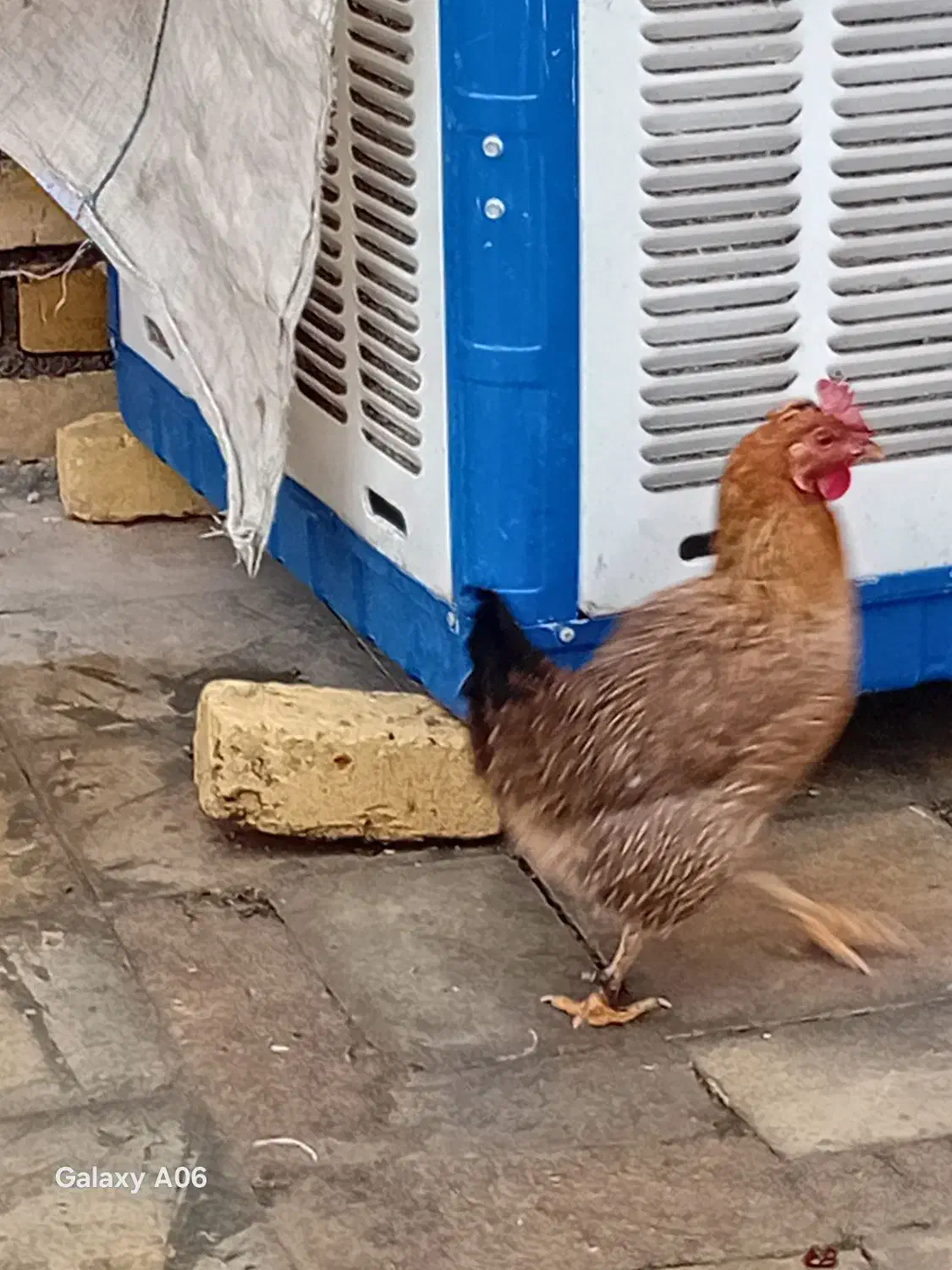 مرغ|پرنده|بوستان, |دیوار