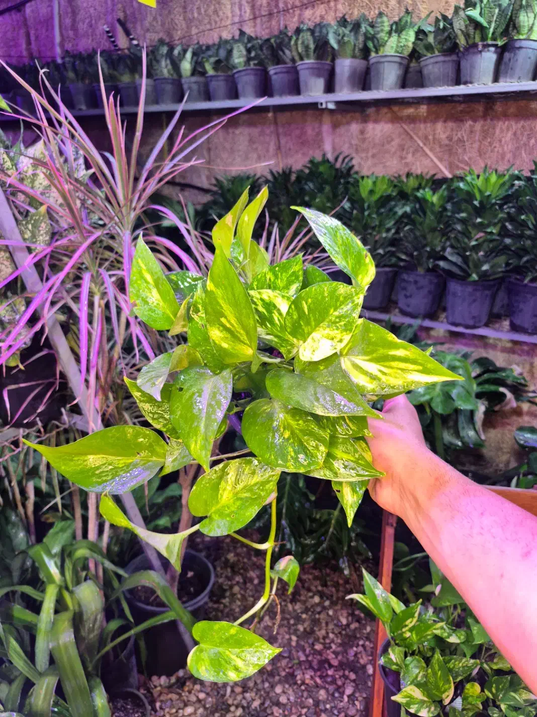 پتوس ۱۳۰ هزار / اهواز|گل و گیاه طبیعی|اهواز, پادادشهر|دیوار