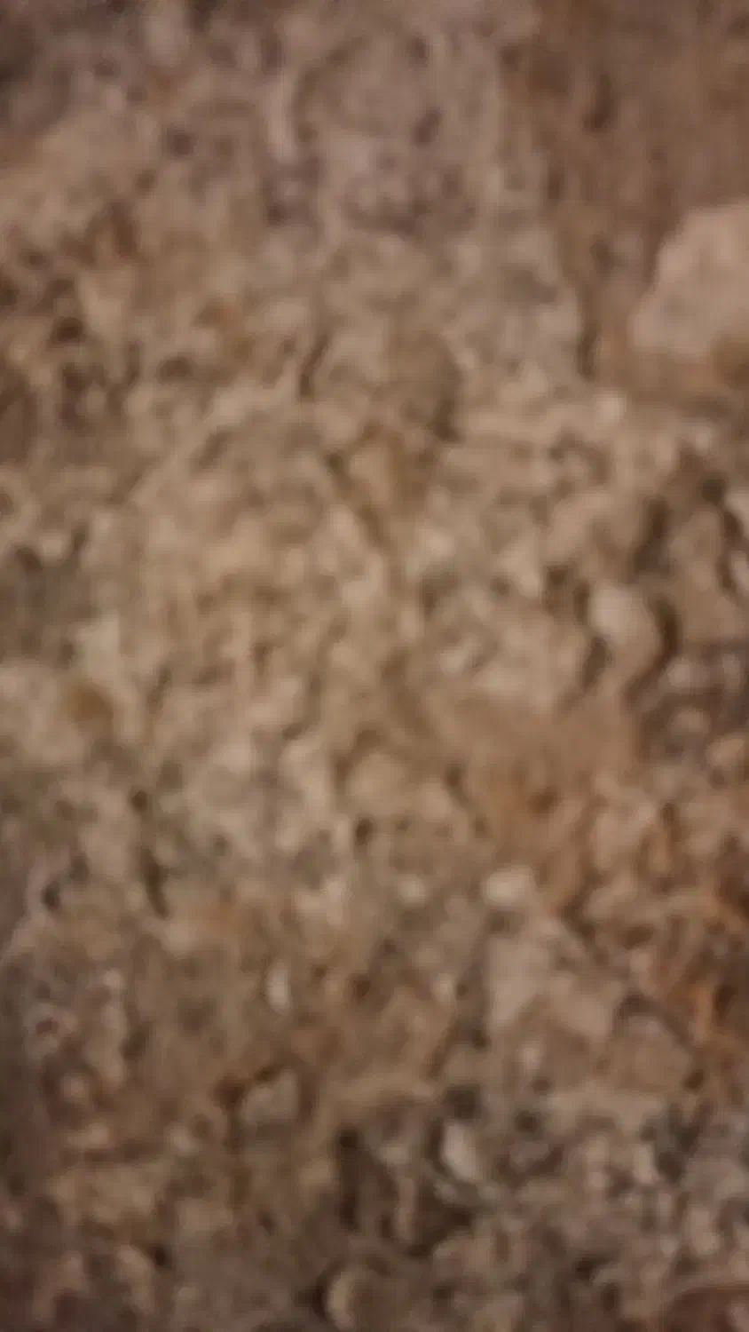 کود کفتر خشک|گل و گیاه طبیعی|تربت جام, جامی|دیوار