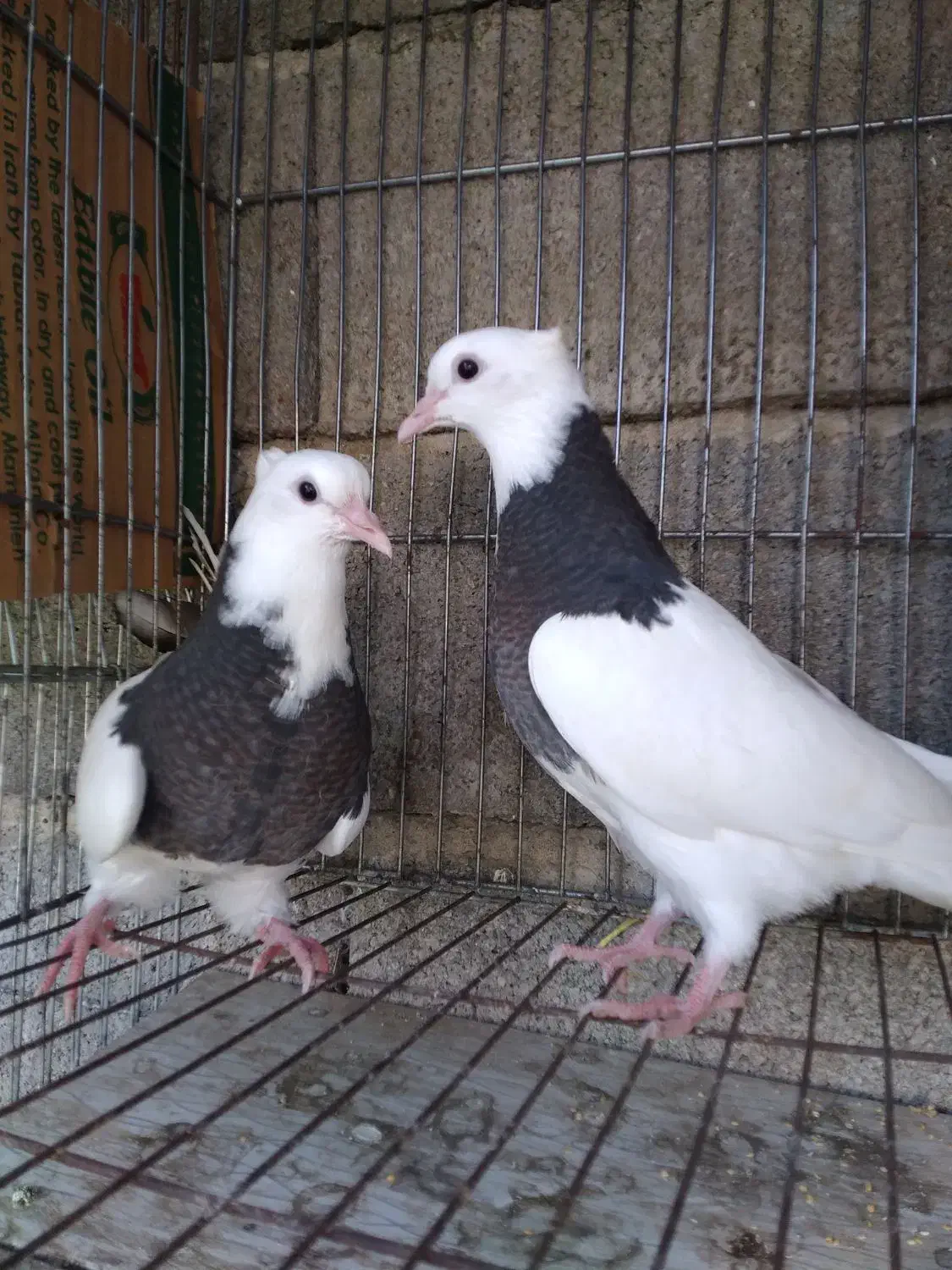جفت کبوتر طوقی برای فروشی|پرنده|بابل, |دیوار