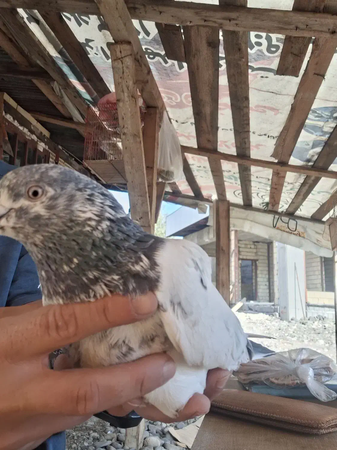 کبوتر پروازی|پرنده|رشت, کوی مهر|دیوار