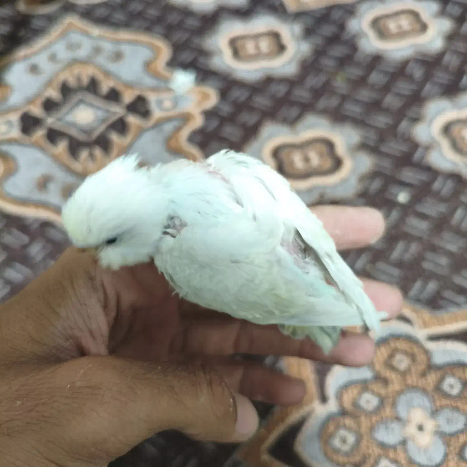 جوجه مرغ عشق دستی|پرنده|سراوان, |دیوار