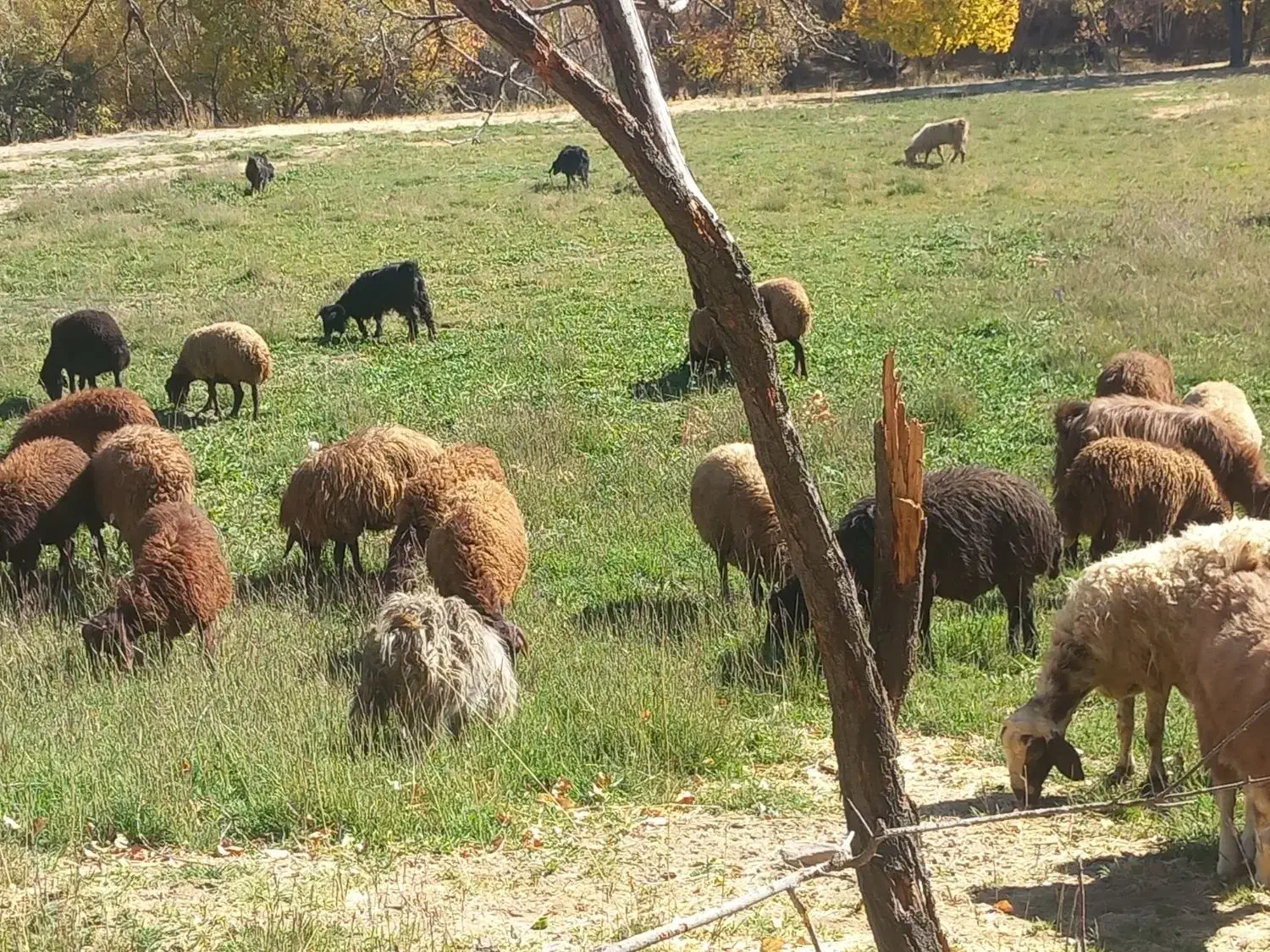 یک راس قوچ و ۳راس بزغاله نر ۳ساله|حیوانات مزرعه|کرانی, |دیوار