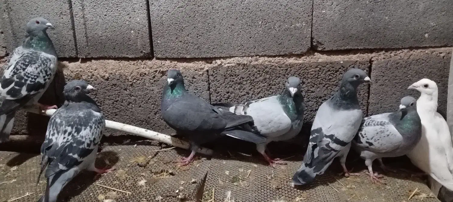 پلاکی|پرنده|ارسنجان, |دیوار