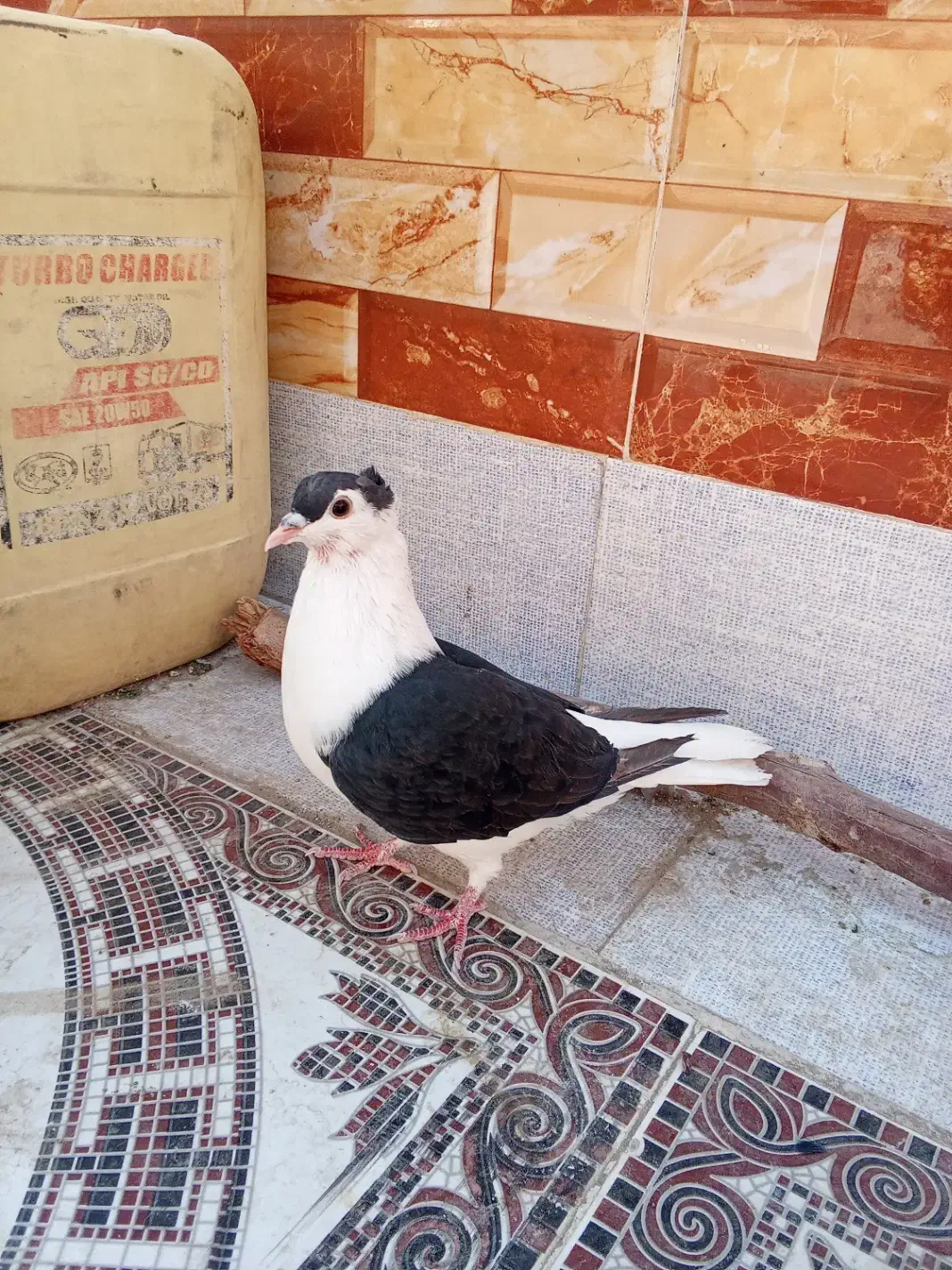 کبوتر ماده ساده|پرنده|زاهدان, |دیوار