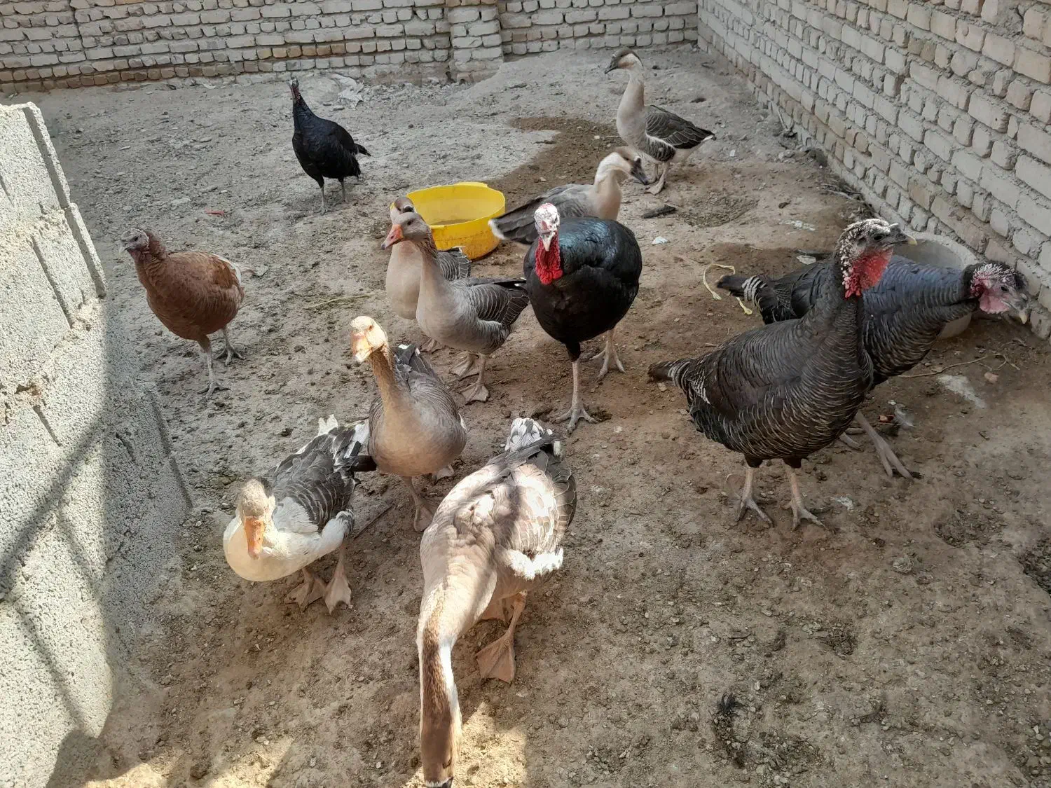 غاز وبوقلمون|حیوانات مزرعه|شهریار, بکه|دیوار