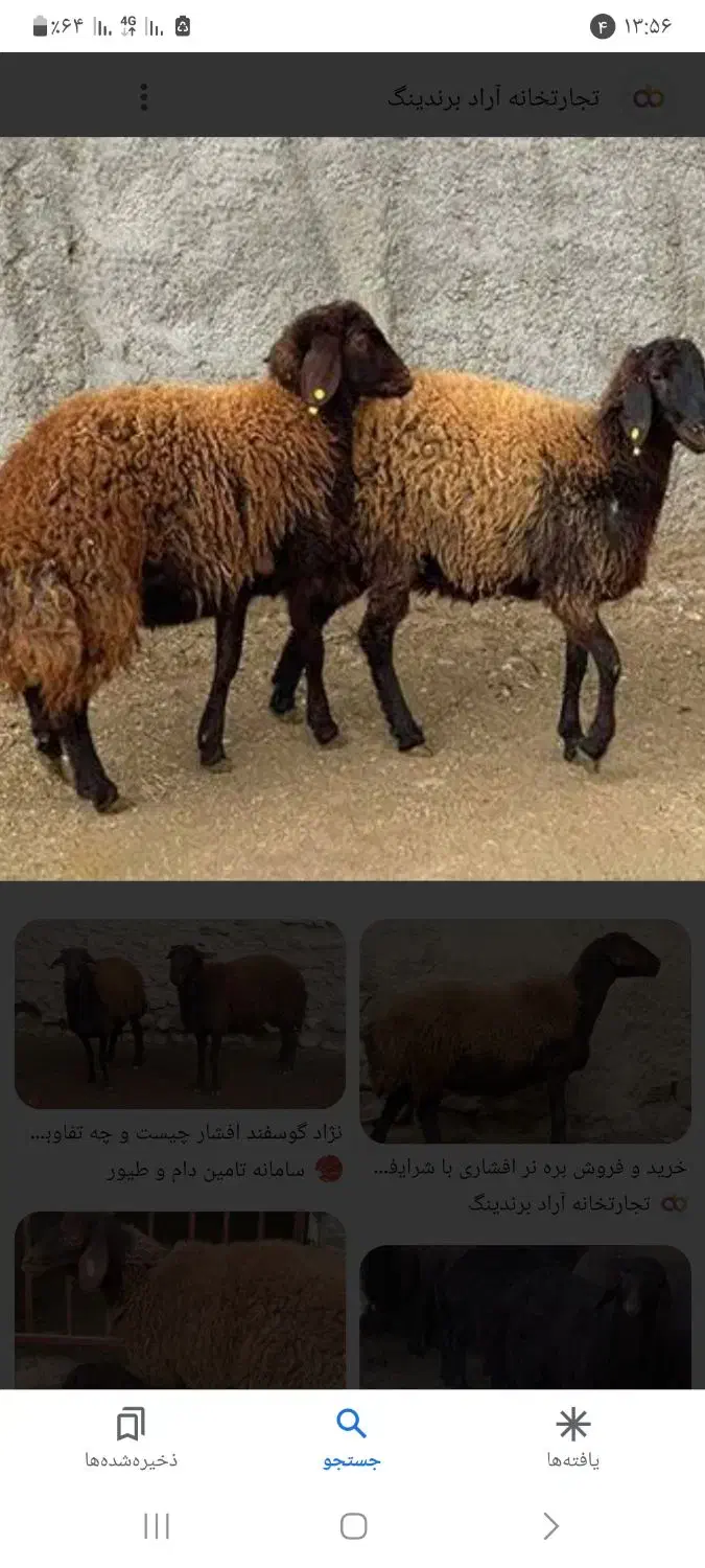 بره میش|حیوانات مزرعه|فریدونشهر, |دیوار