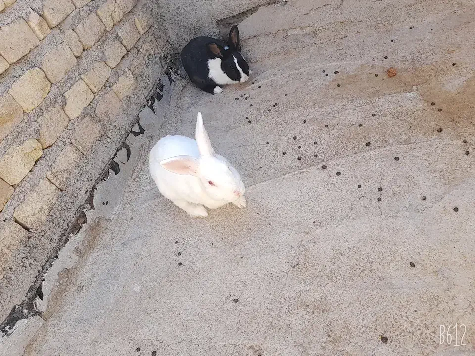 دو عدد خرگوش خیلی خوشگل|موش و خرگوش|زارچ, |دیوار