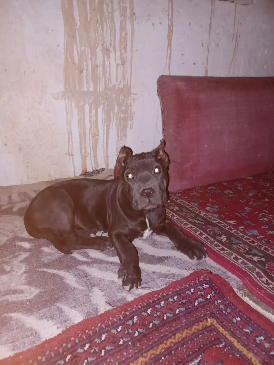 کنکورسو بالغ جوان|سگ|شاهرود, |دیوار