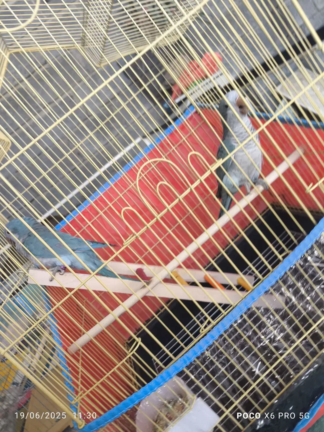 طوطی راهب|پرنده|رودان, |دیوار