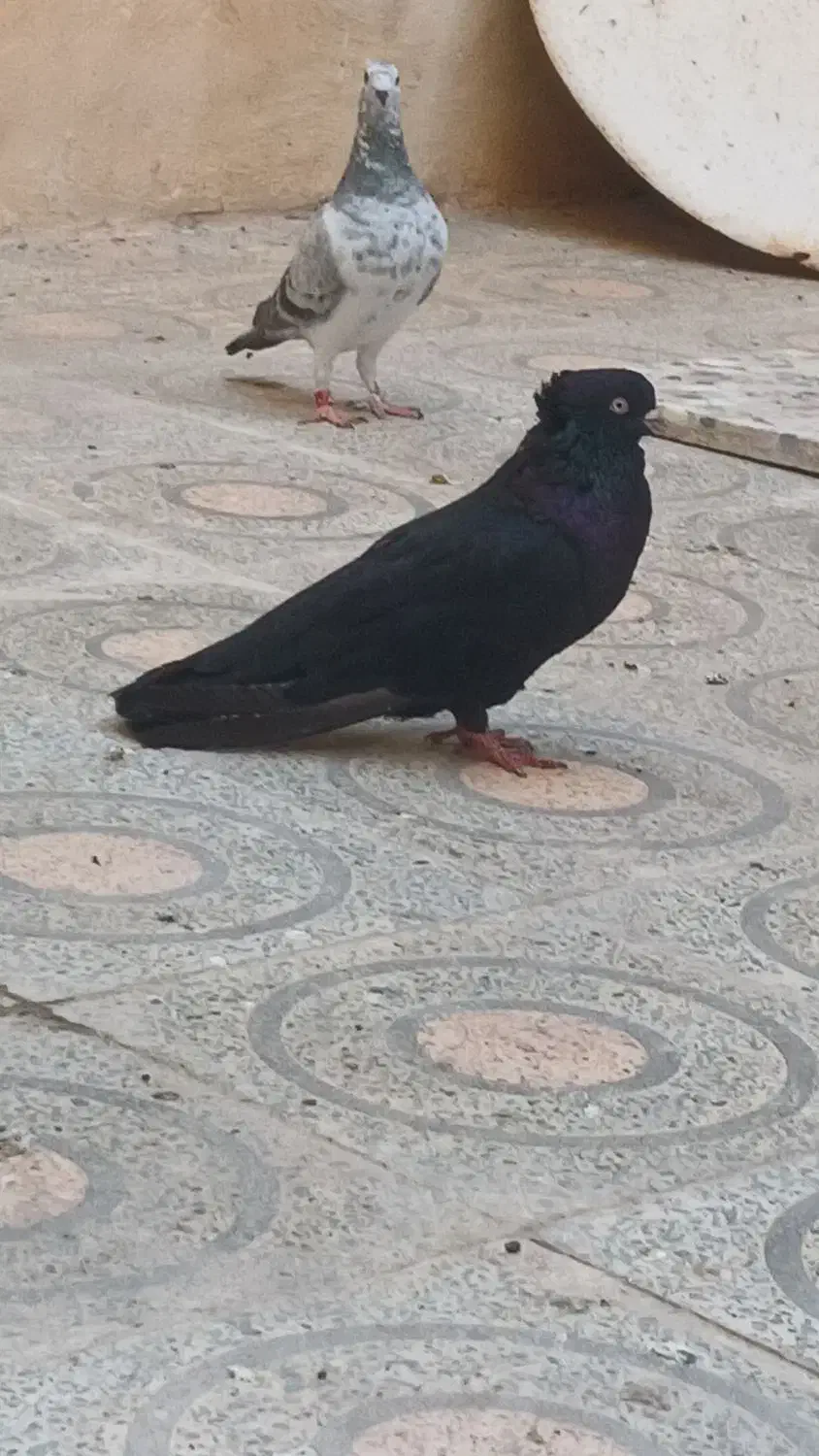 کبوتر آبادانی درجه یک تخفیف به خریدار|پرنده|بوشهر, |دیوار