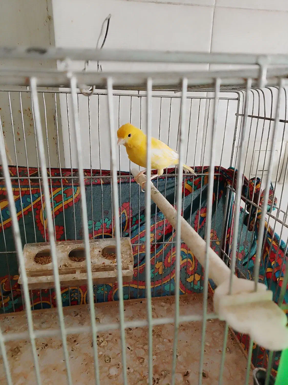 قناری نر.|پرنده|شیروان (خراسان), |دیوار