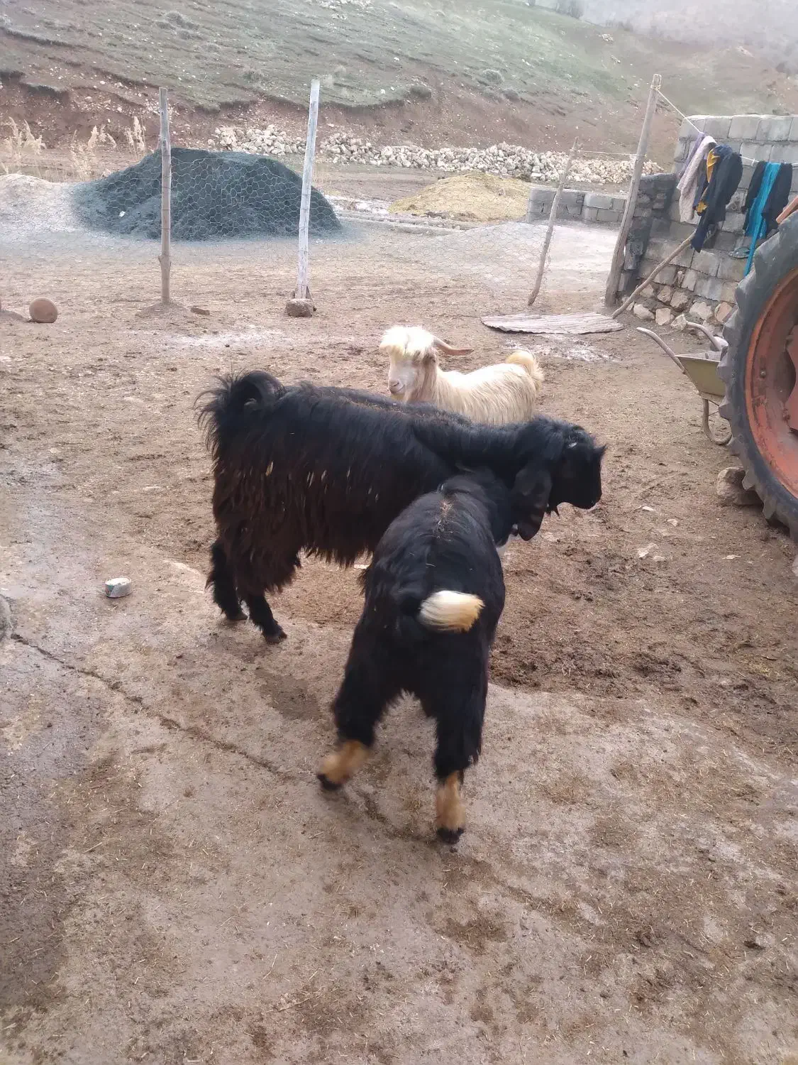 بزغاله نر|حیوانات مزرعه|کرمانشاه, |دیوار