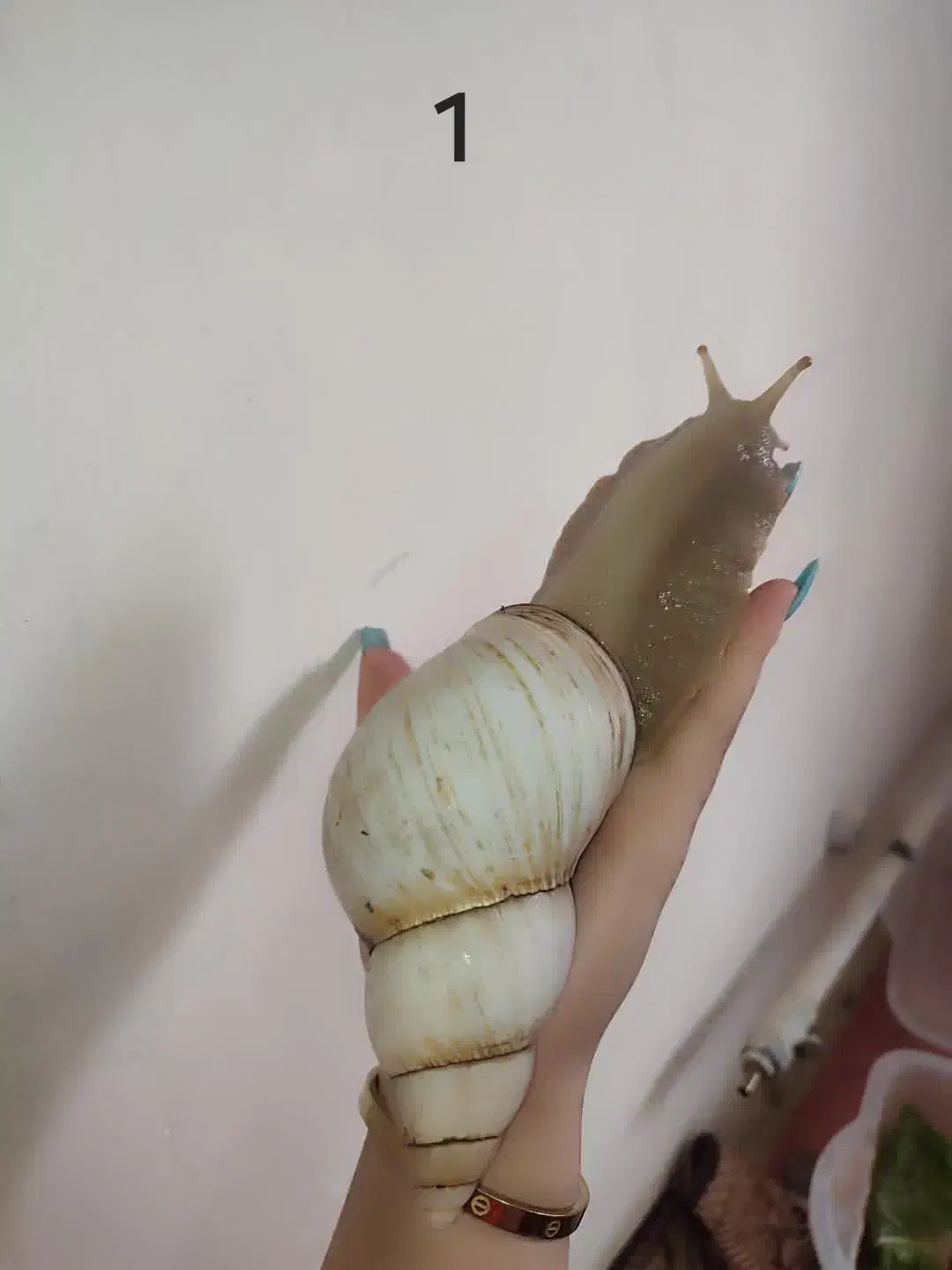 حلزون آچاتینا|خزنده|زنجان, |دیوار