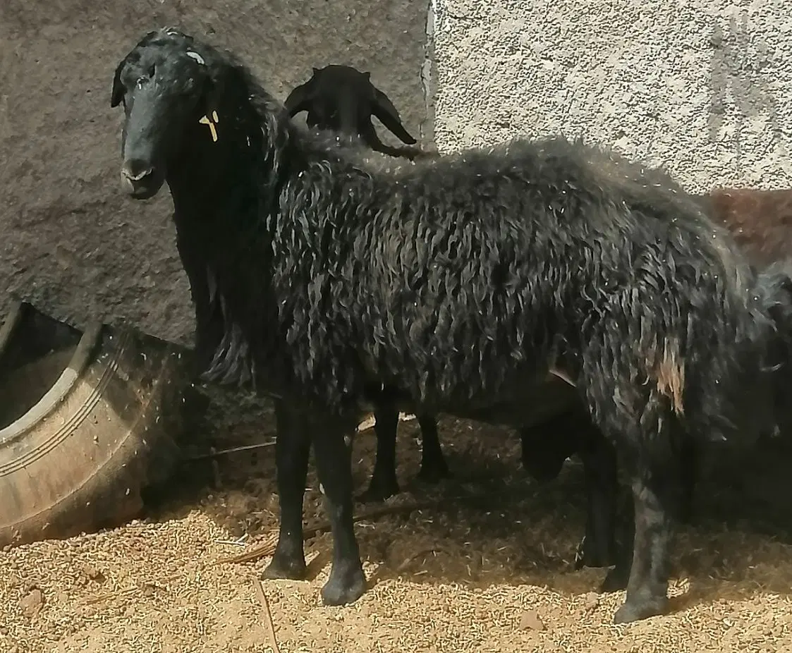 بره|حیوانات مزرعه|اردکان, |دیوار