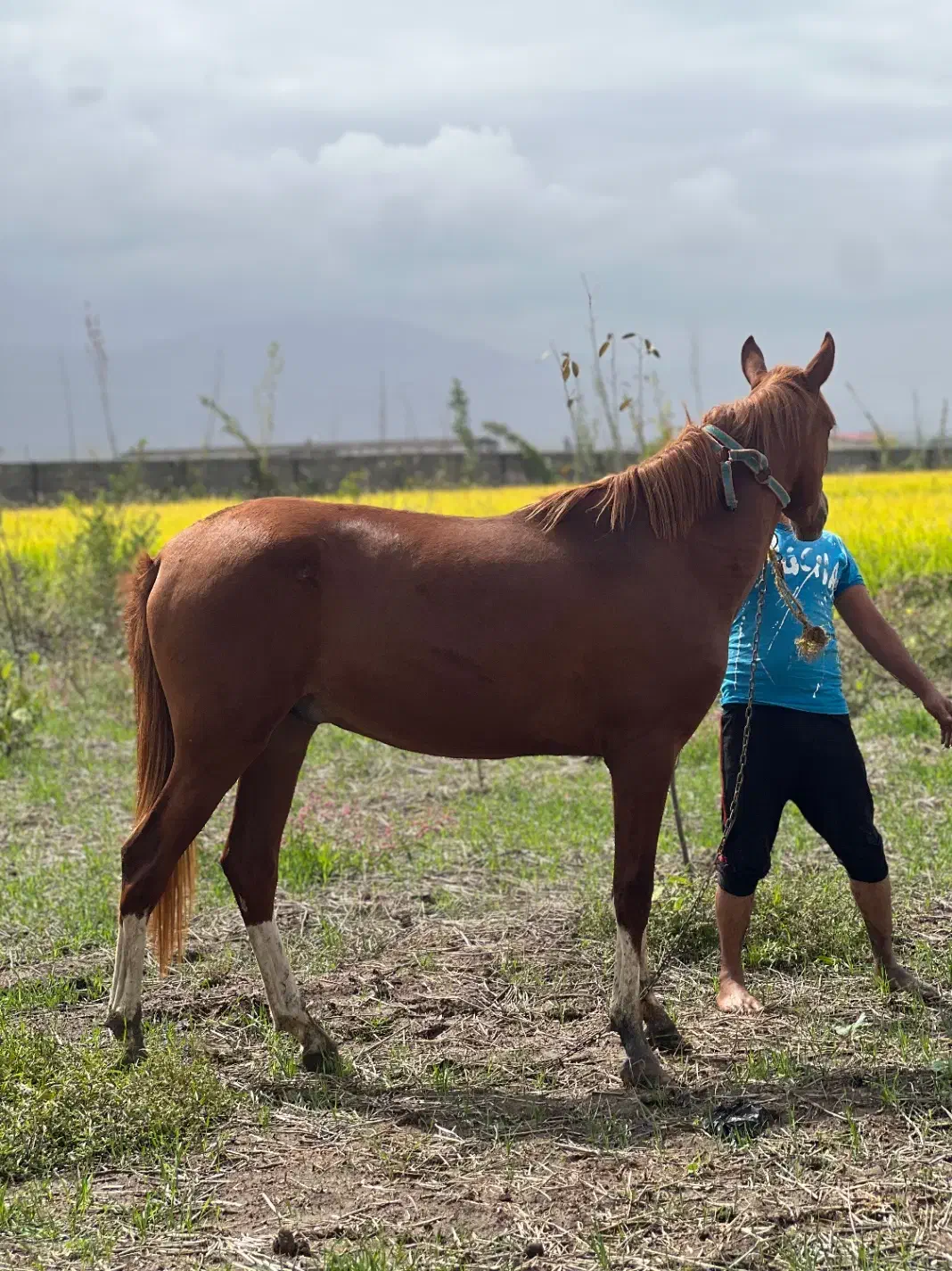 کره اسب نریون ترکمن یکسال ونیم پنج نشان|اسب و تجهیزات اسبسواری|علیآباد کتول, |دیوار