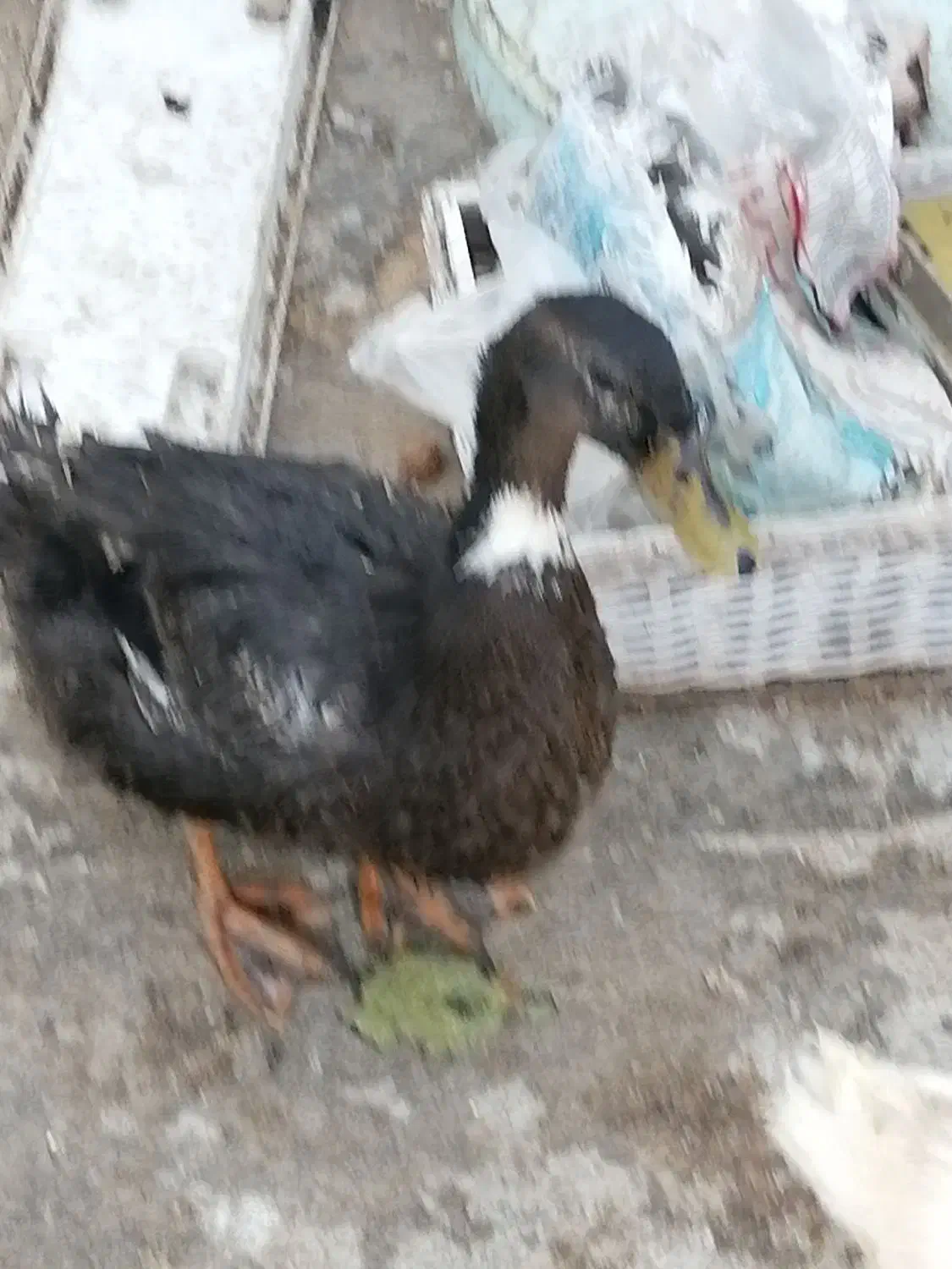 اردک|حیوانات مزرعه|شهریار, دهشاد بالا|دیوار