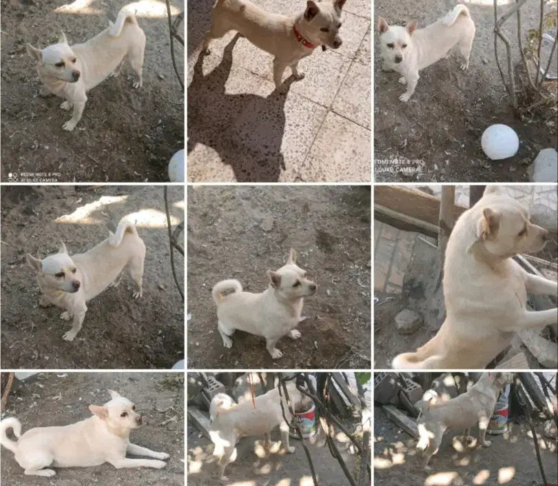 سگ نر پاکوتاه نژادشیومی|سگ|زرند, |دیوار