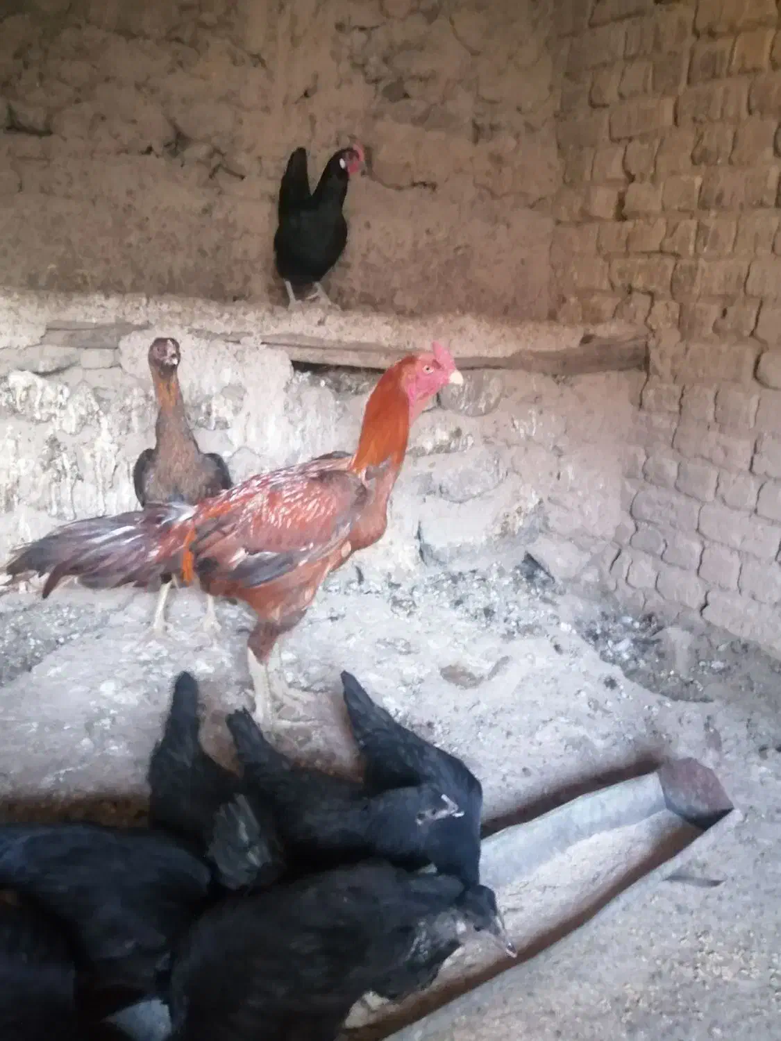 خروس لاری|حیوانات مزرعه|قاهان, |دیوار