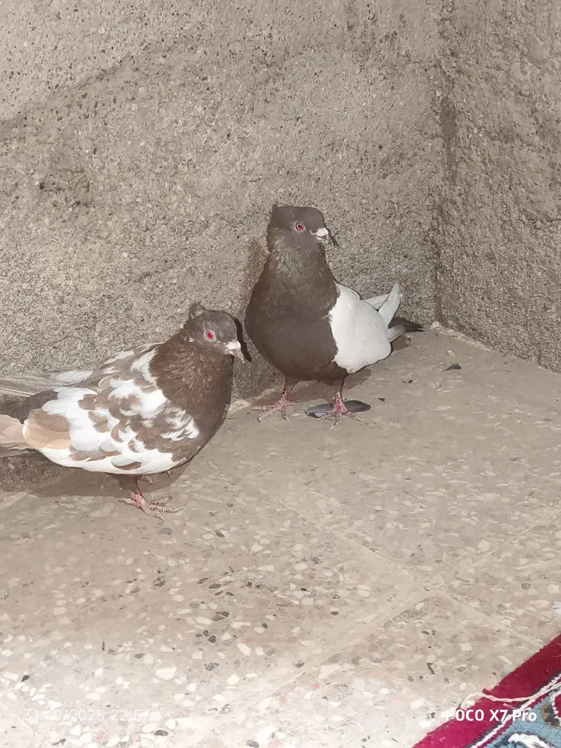 دو جفت کبوتر سینه|پرنده|هیرمند, |دیوار