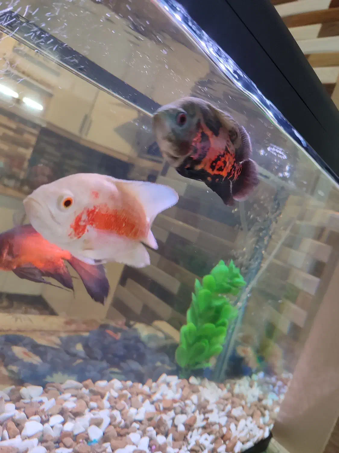 3عدد ماهی اسکار باله بلند تزیینی|ماهی|کشکسرای, |دیوار