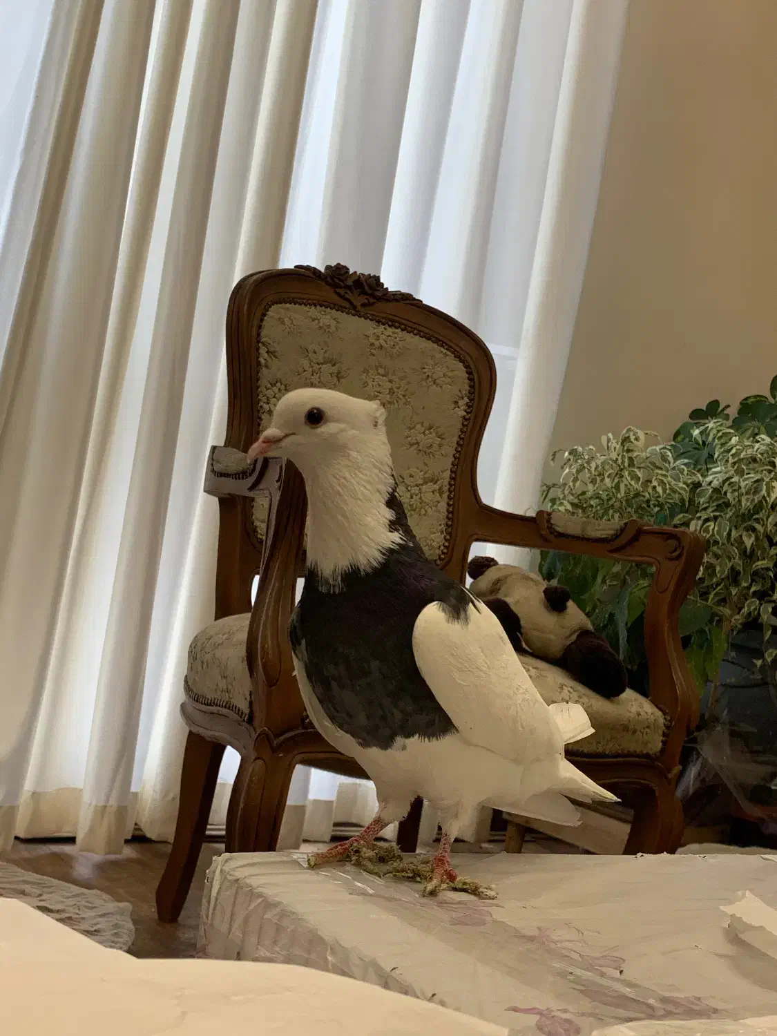 طوقی|پرنده|کرج, فاز ۱ مهرشهر|دیوار