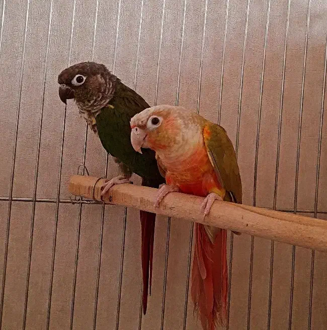 مولد طوطی گرینچیک|پرنده|مریوان, |دیوار