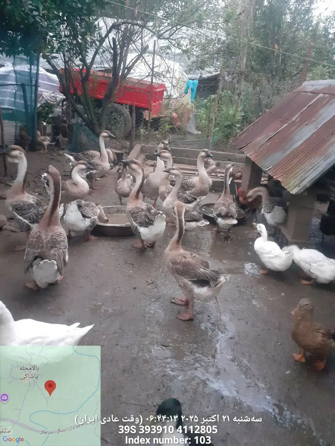 فروش اردک|حیوانات مزرعه|لاهیجان, لفمجان|دیوار