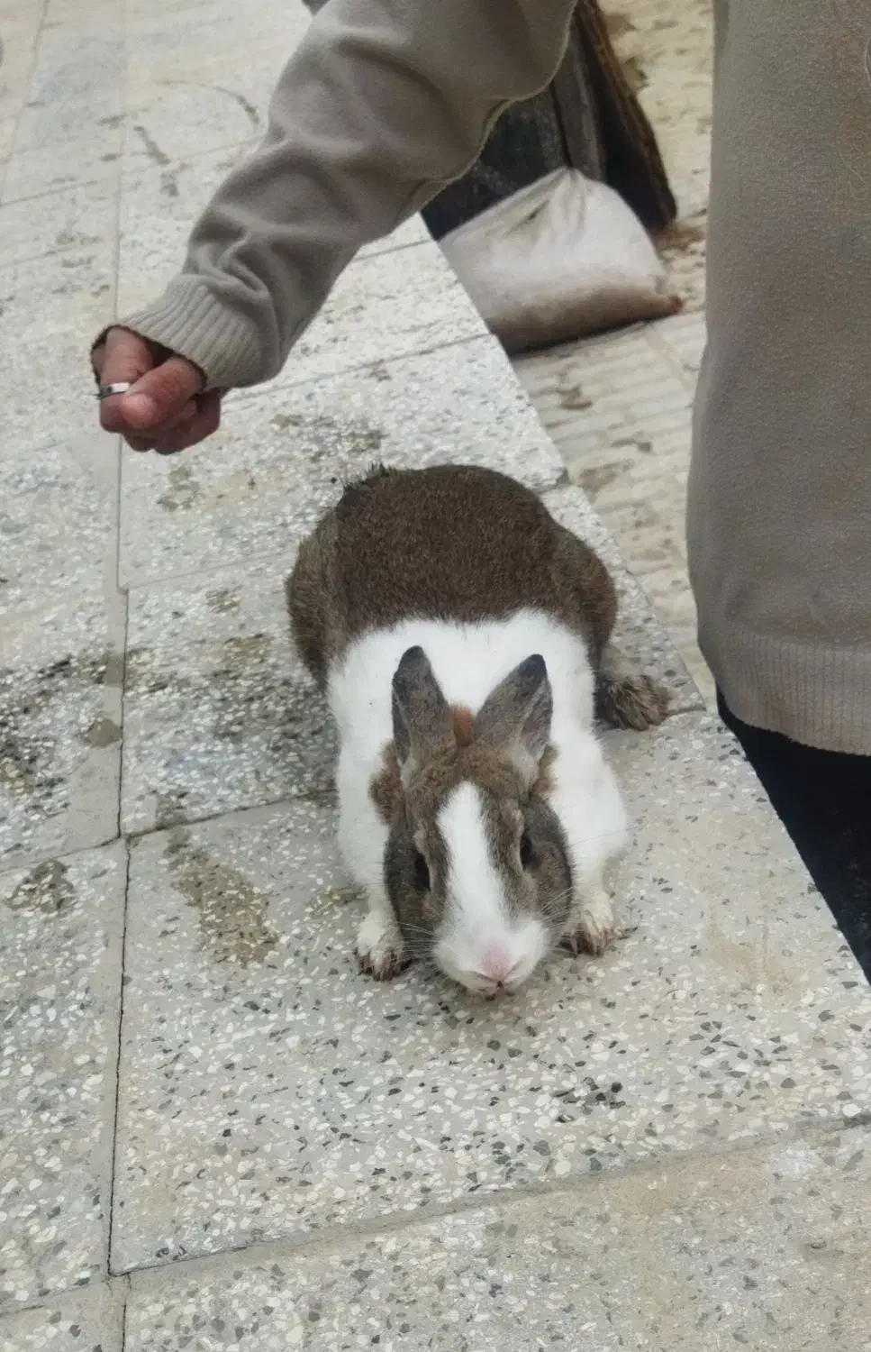 خرگوش|موش و خرگوش|شیروان (خراسان), |دیوار