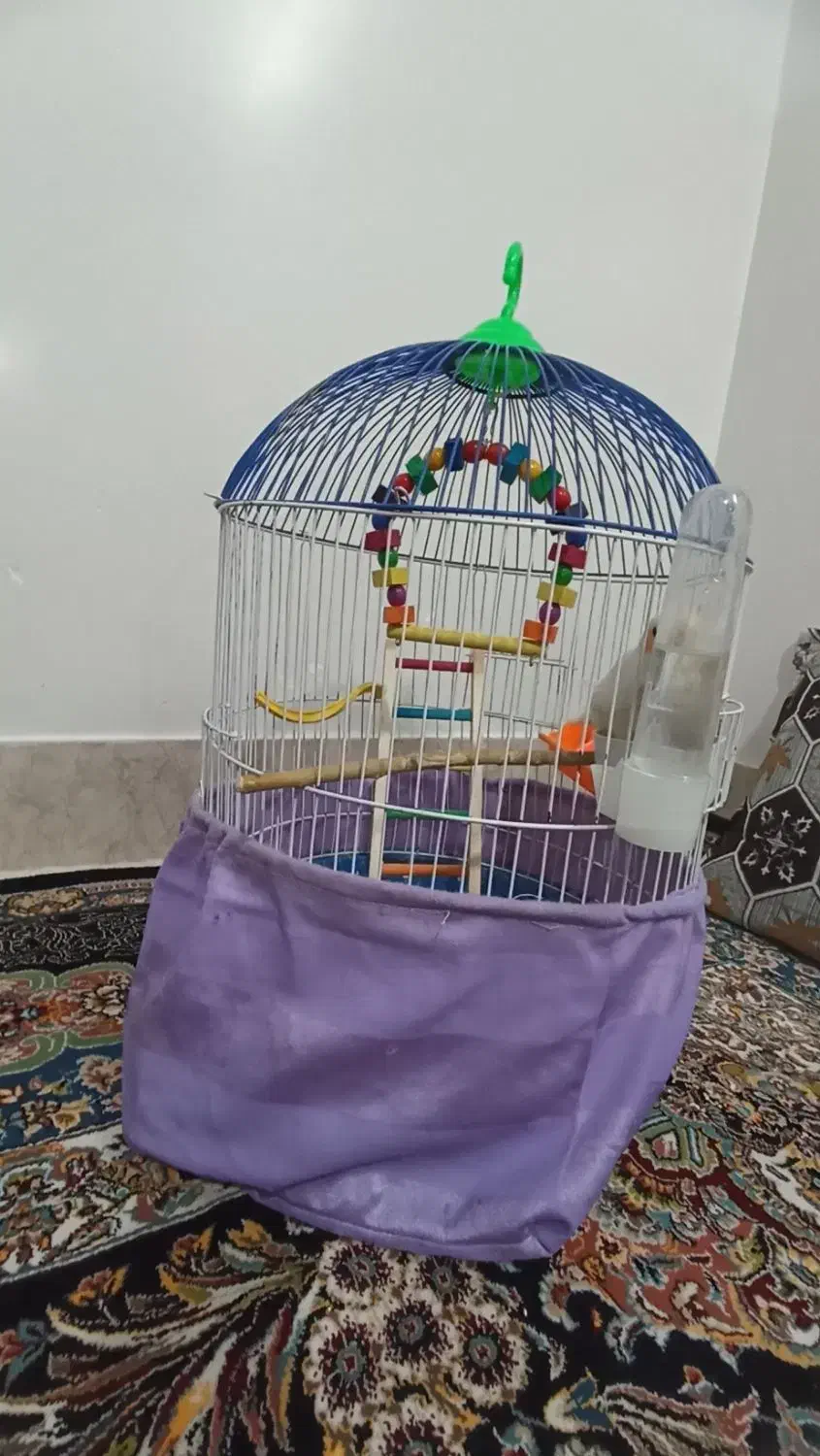 قفس پرنده|لوازم جانبی حیوانات|سبزوار, باهنر|دیوار
