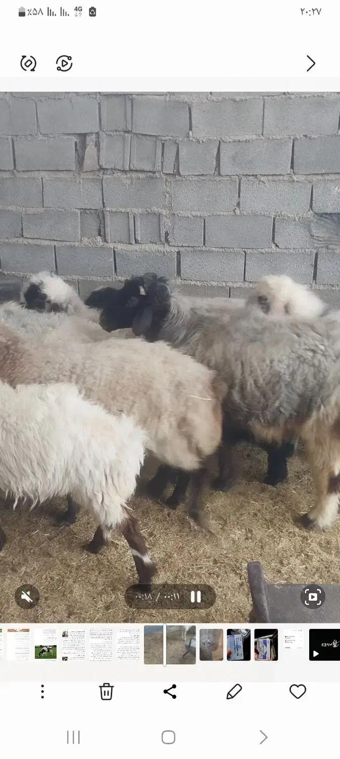 ۱۶راس گوسفند|حیوانات مزرعه|سیمکان, |دیوار