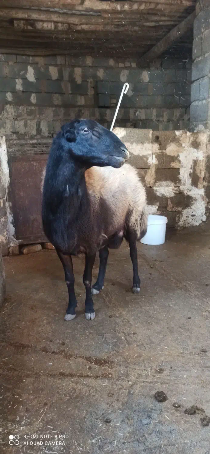 قوچ افشار|حیوانات مزرعه|دینور, |دیوار