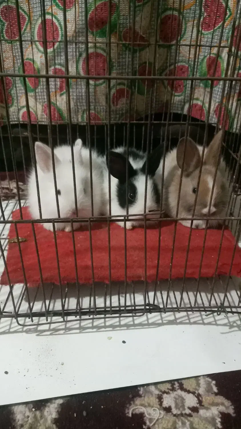 بچه خرگوش نیم لپ|موش و خرگوش|کرمان, |دیوار