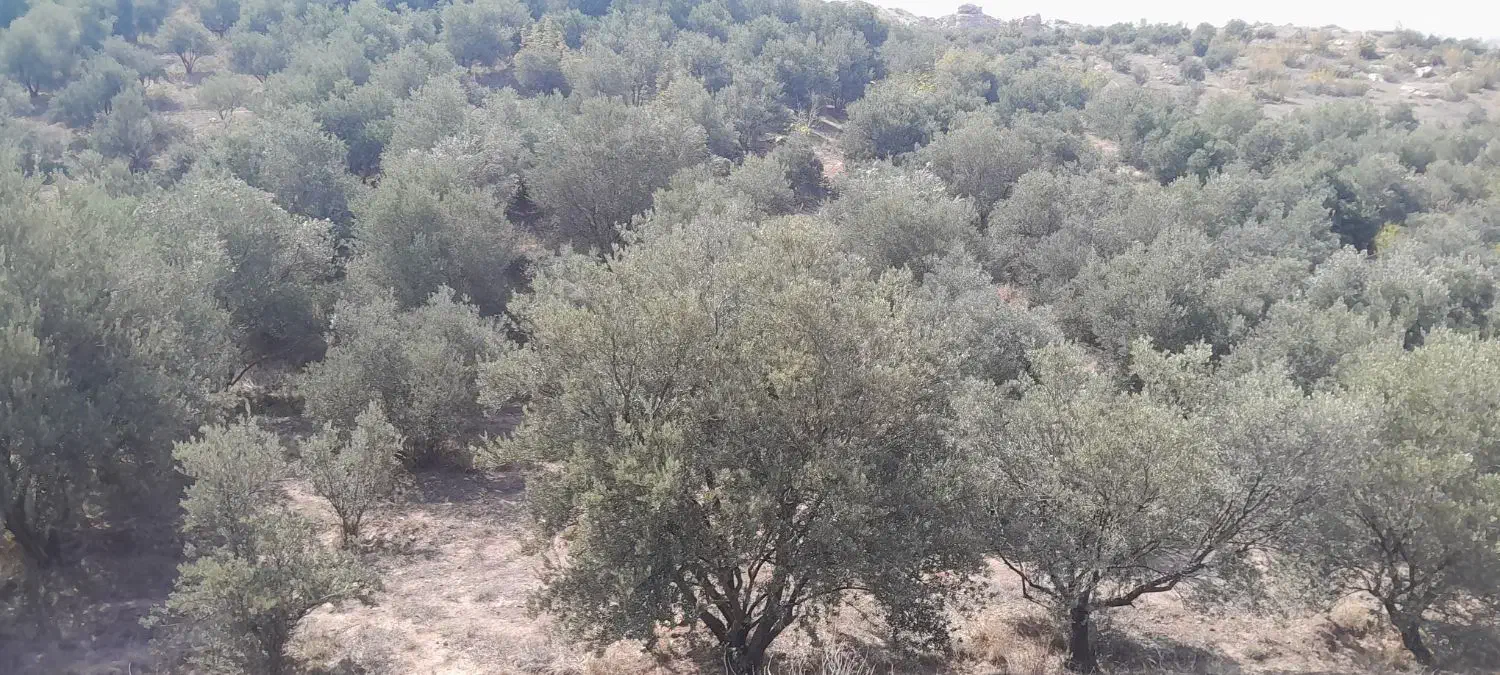 آدرس گیلان لوشان وستای برند زیر بیورزین|فروش زمین و ملک کلنگی|لوشان, |دیوار