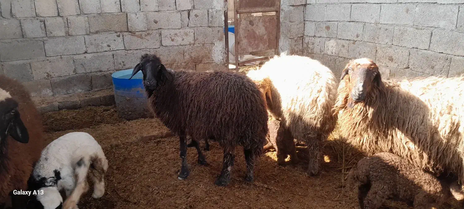 گوسفند با بره نر وماده شادگان|حیوانات مزرعه|شادگان, |دیوار