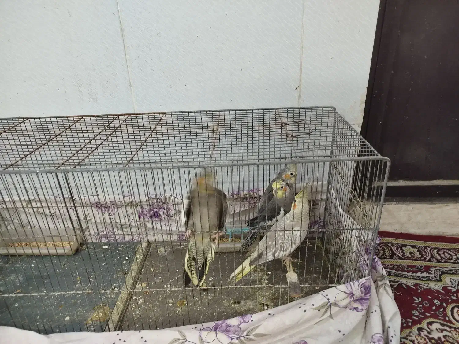 تعدادی عروس|پرنده|قم, نوبهار|دیوار