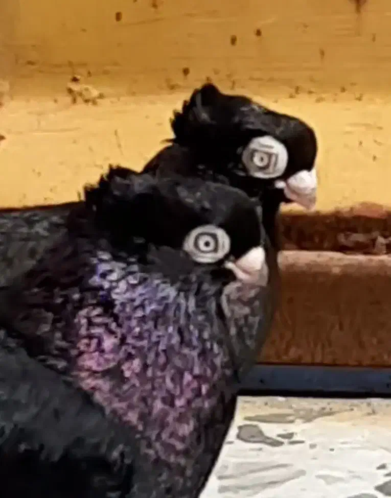 فقط تماس|حیوانات|ایذه, |دیوار