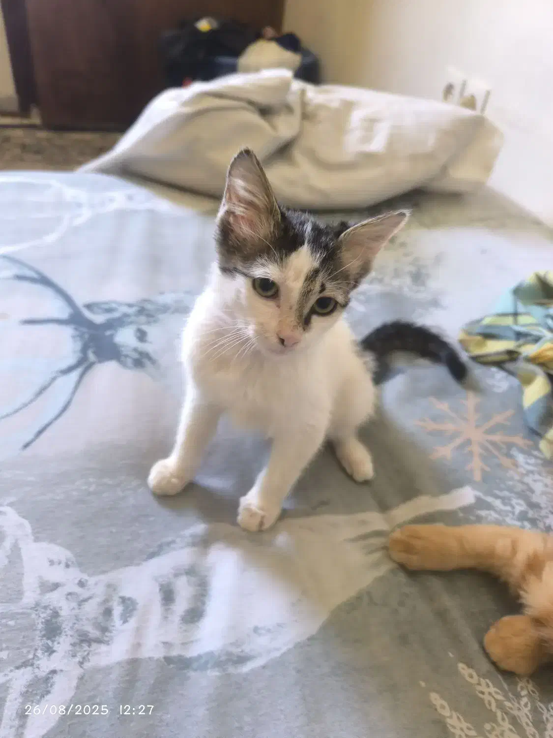 یک  بچه گربه رایگان واگذار میشه|گربه|کرمان, |دیوار